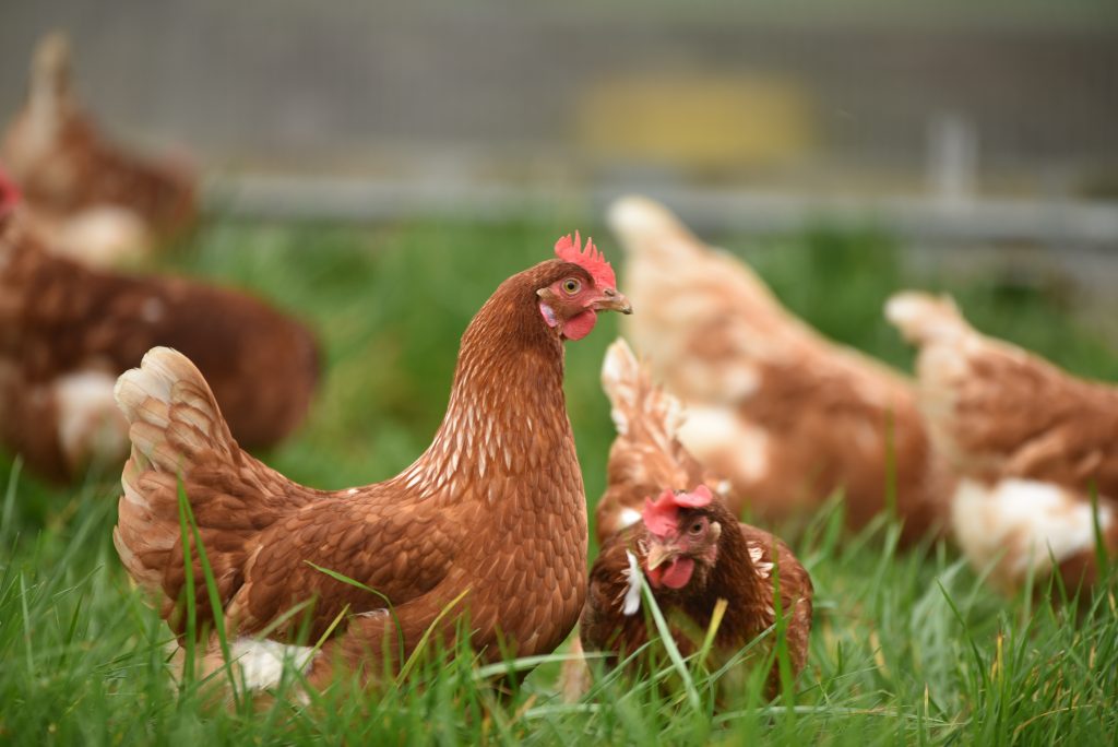 Choosing the Right Chicken Feed