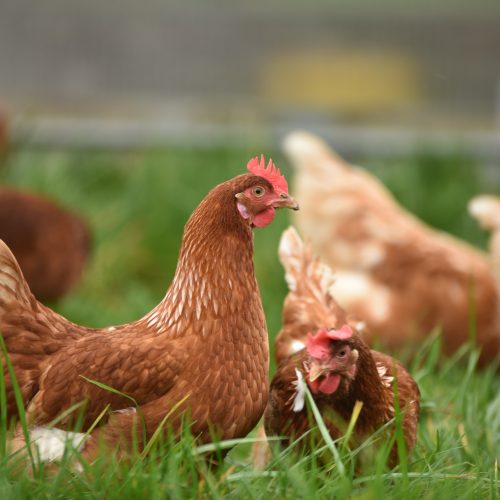 Choosing the Right Chicken Feed: A Complete Guide